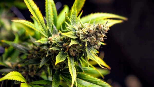 cannabis strains