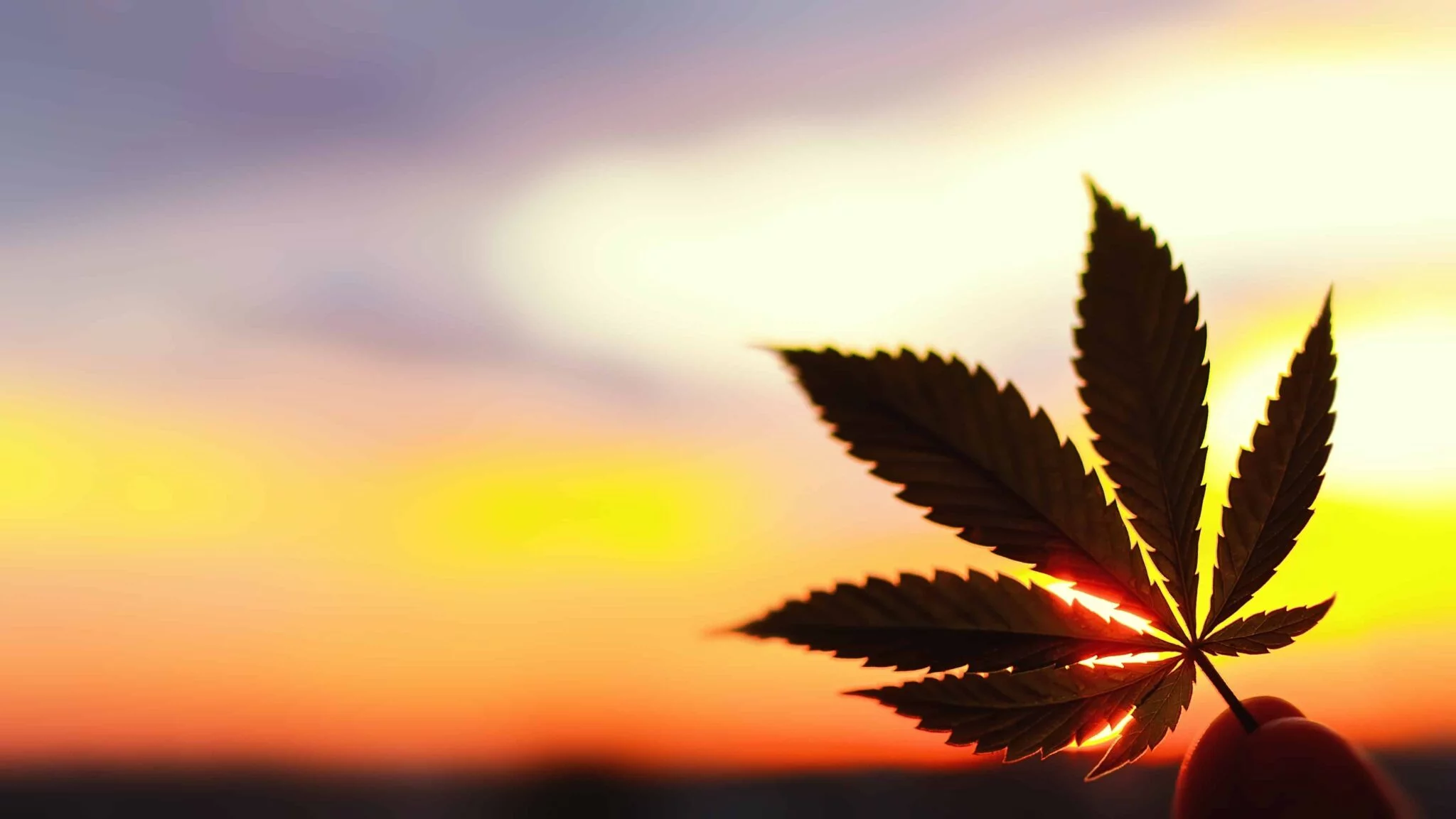 cannabis leaf