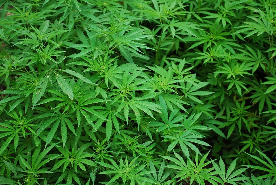 marijuana leaves