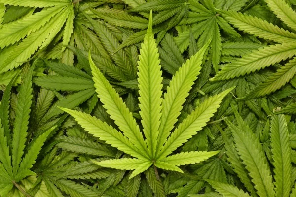 marijuana leaves