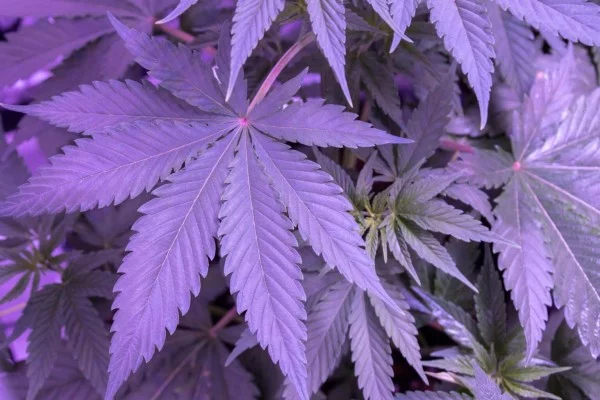 marijuana leaves background