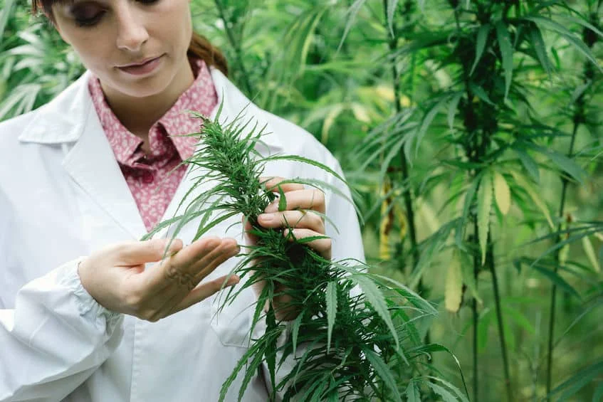 woman and cannabis plant