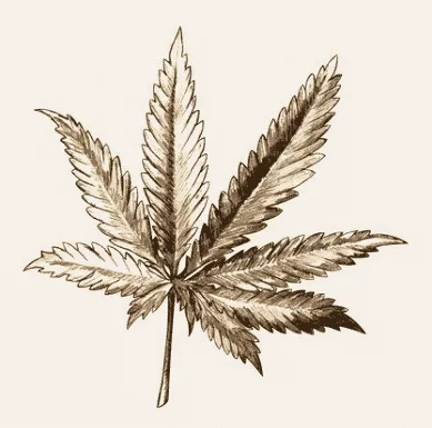 cannabis leaf