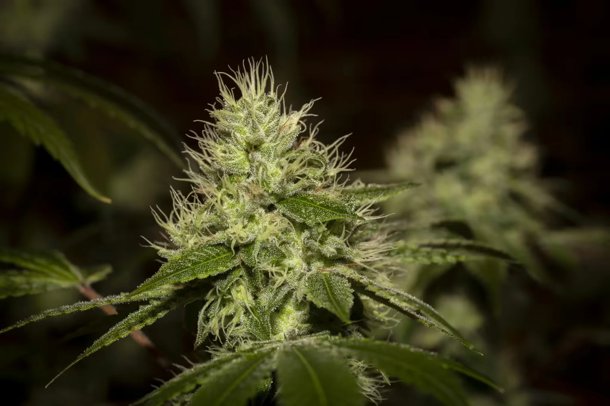 marijuana flower plant