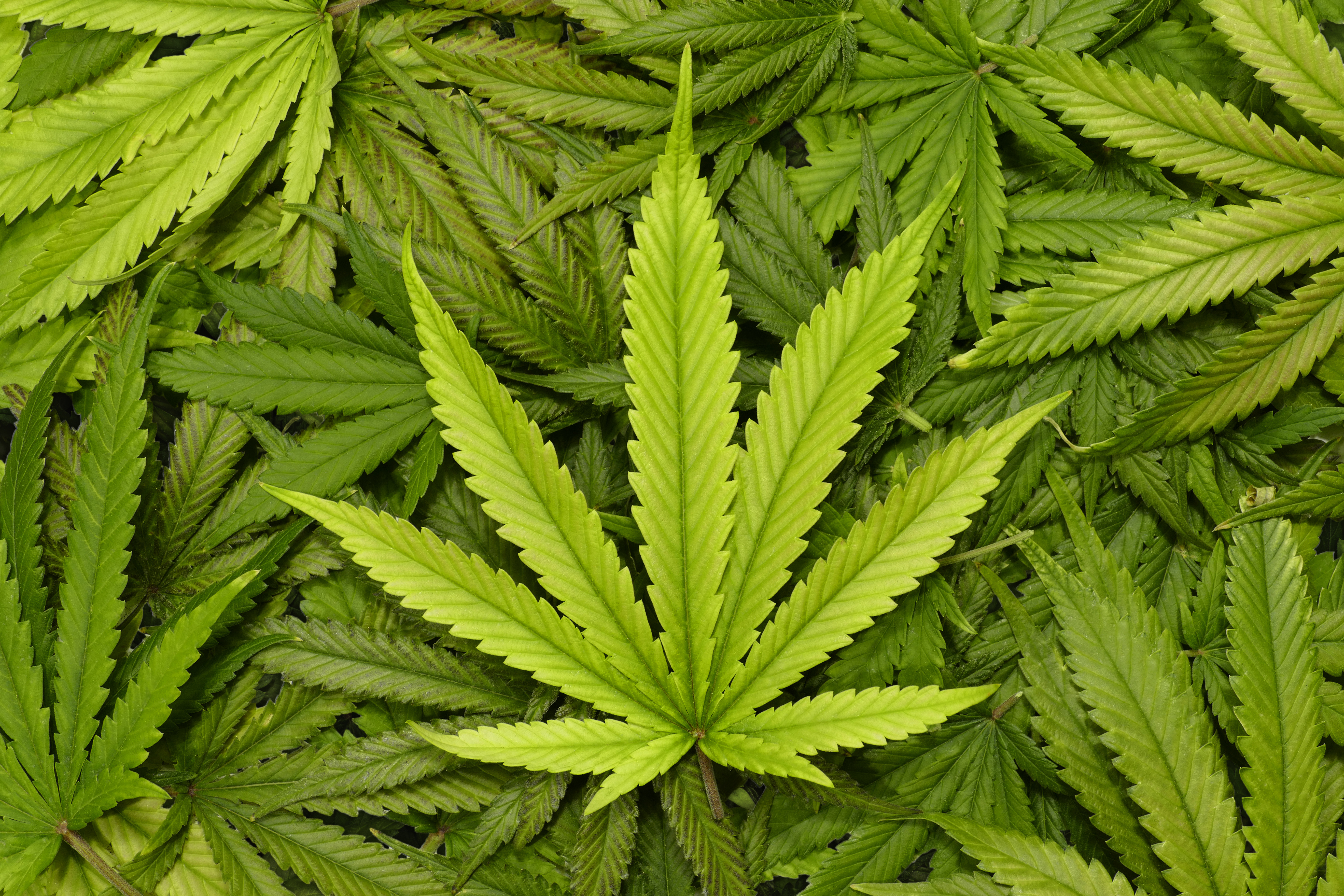 big marijuana leaf close up