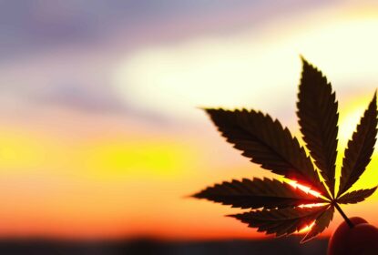 marijuana leaf held up against sunset