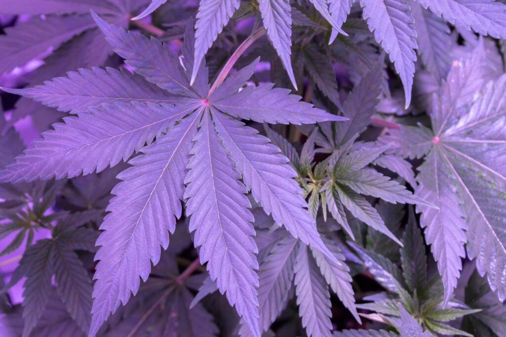 Why Is Cannabis Different Colors?