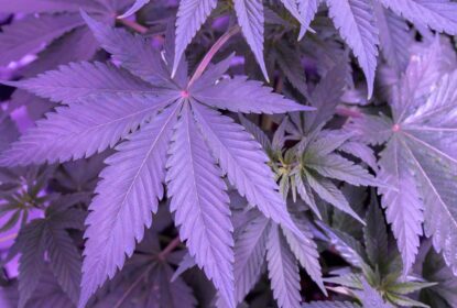 purple cannabis plant leaves