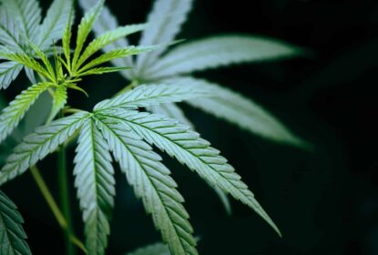 cannabis leaf plant on dark background