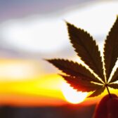 cannabis leaf against sunset background
