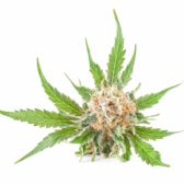 cannabis flower with orange hairs and leaves