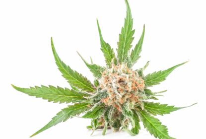 cannabis flower with orange hairs and leaves