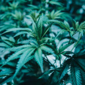 leaves of a sativa cannabis strain